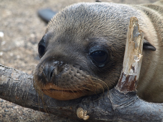 ../../Pictures/050210/076 Seeloewenbaby.JPG